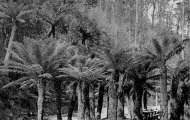 Fern Tree Bower. Photo by Sears.