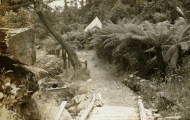Ferntree Bower: stereoview photo