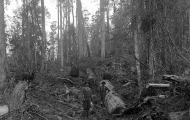 Loggers clearing a track on Mt Wellington