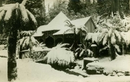 Fern Tree Bower