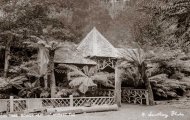 Fern Tree Bower