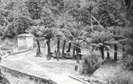 Fern Tree Bower