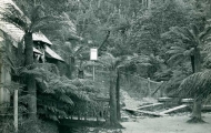 Fern Tree Bower