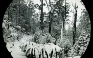 Fern Tree Bower