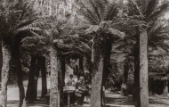 Fern Tree Bower