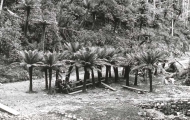 Fern Tree Bower