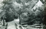 Fern Tree Bower