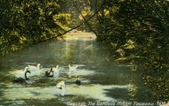 Cascade tea gardens. Postcard from our collection.
