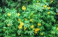 Rhododendrons in Exhibition Gardens
