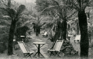 Cascade tea gardens