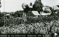 Poppies at The Homestead, Ridgeway
