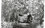 Cherry blossom, The Homestead, Ridgeway