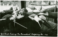 Love birds, The Homestead, Ridgeway