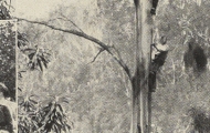 Wattle Grove 2 Hut